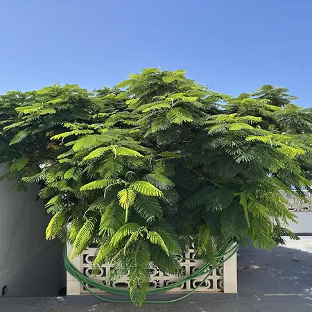 וילה Casa Flamboyant