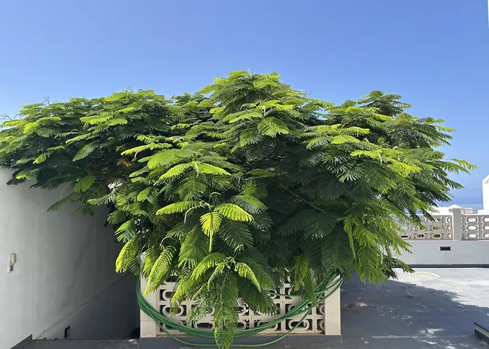 וילה Casa Flamboyant